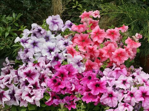 Foto de variedad de flores para ser usadas como: Tarrina de colgar / Maceta Petunia x hybrida Prism miscuglio