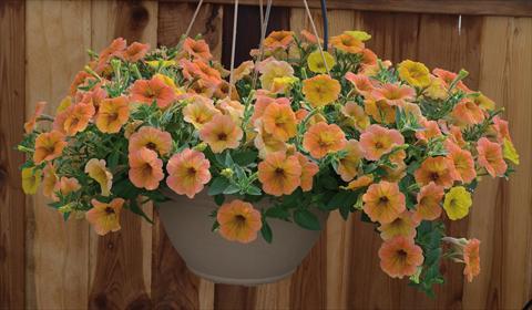 Foto de variedad de flores para ser usadas como: Maceta, planta de temporada, patio Petunia pendula Cascadias® Indian Summer