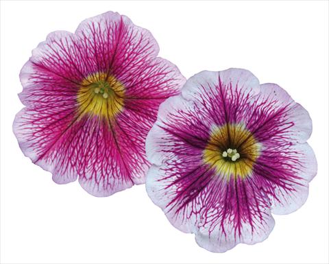 Foto de variedad de flores para ser usadas como: Maceta, planta de temporada, patio Petunia pendula Great Beauty Mix