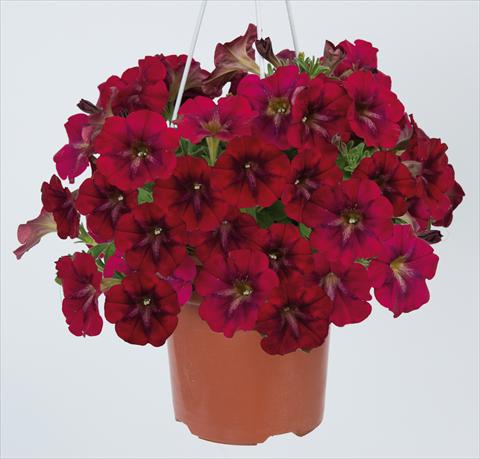 Foto de variedad de flores para ser usadas como: Maceta, planta de temporada, patio Petunia pendula Ray Bordeaux