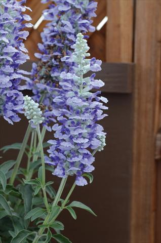 Foto de variedad de flores para ser usadas como: Planta de temporada / borde del macizo Salvia farinacea Sallyfun Sky Blu