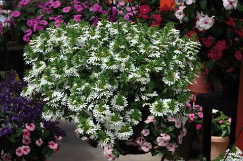 Foto de variedad de flores para ser usadas como: Maceta, patio, Tarrina de colgar Scaevola aemula bianca