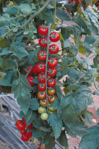 Foto de variedad de flores para ser usadas como: Maceta o Tarrina de colgar Solanum lycopersicum (pomodoro) Ciliegia rosso rubino