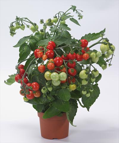 Foto de variedad de flores para ser usadas como: Maceta o Tarrina de colgar Solanum lycopersicum (pomodoro) Cuoricino