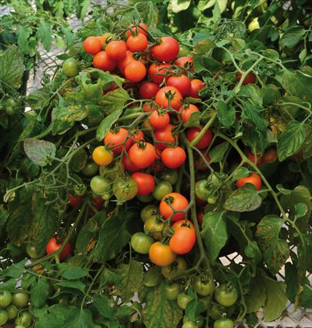 Foto de variedad de flores para ser usadas como: Maceta o Tarrina de colgar Solanum lycopersicum (pomodoro) Red Profusion