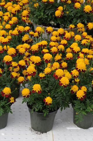 Foto de variedad de flores para ser usadas como: Planta de temporada / borde del macizo Tagetes patula Solino giallo corona bronzo