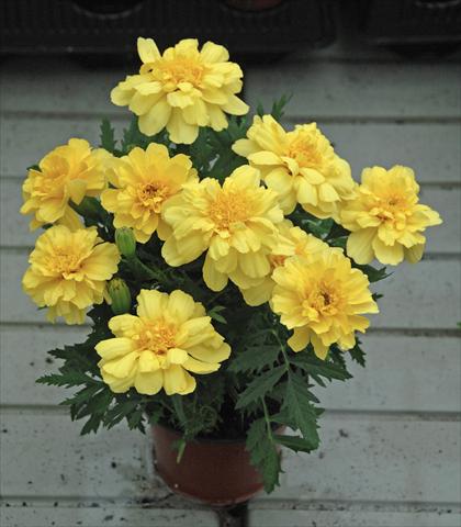 Foto de variedad de flores para ser usadas como: Planta de temporada / borde del macizo Tagetes patula Vaniglia