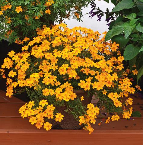 Foto de variedad de flores para ser usadas como: Planta de temporada / borde del macizo Tagetes tenuifolia Gold Medal PW