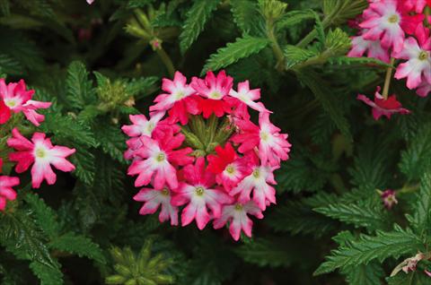 Foto de variedad de flores para ser usadas como: Maceta, patio, Tarrina de colgar Verbena Hurricane Hot Pink