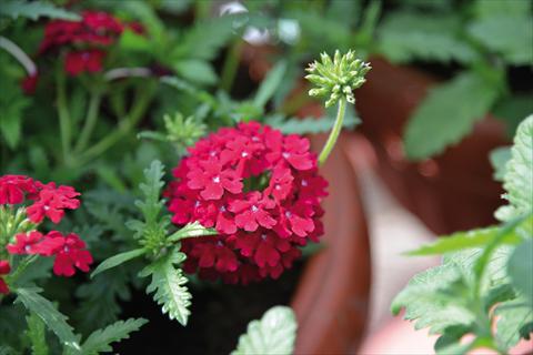 Foto de variedad de flores para ser usadas como: Maceta, patio, Tarrina de colgar Verbena Vepita Dark Red