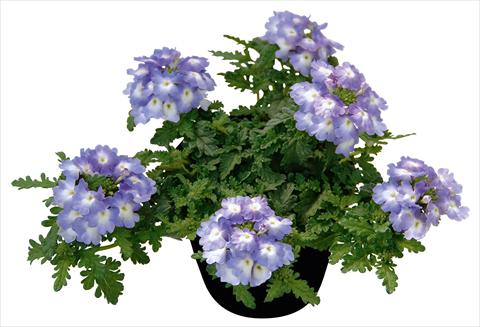 Foto de variedad de flores para ser usadas como: Maceta, patio, Tarrina de colgar Verbena Vepita Lavender White