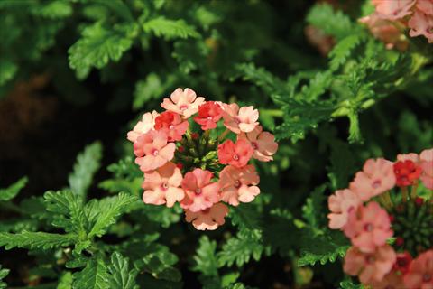 Foto de variedad de flores para ser usadas como: Maceta, patio, Tarrina de colgar Verbena Vepita Peach