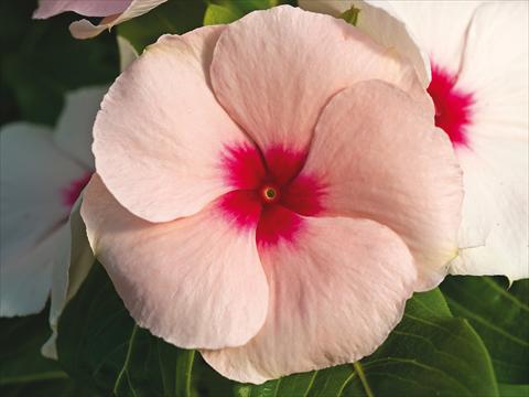Foto de variedad de flores para ser usadas como: Maceta y planta de temporada Catharanthus roseus - Vinca Cora Cascade Apricot