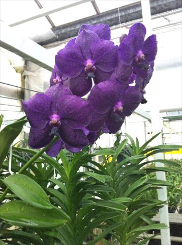 Foto de variedad de flores para ser usadas como: Maceta Phalaenopsis Vanda