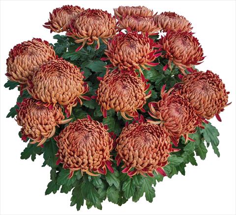 Foto de variedad de flores para ser usadas como: Maceta y planta de temporada Chrysanthemum Dakota Rouge
