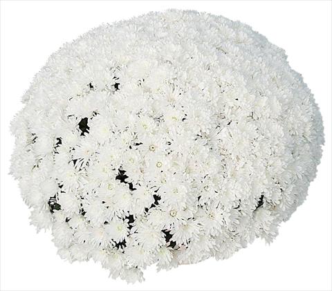 Foto de variedad de flores para ser usadas como: Maceta y planta de temporada Chrysanthemum Frigo Blanc
