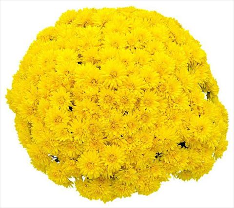 Foto de variedad de flores para ser usadas como: Maceta y planta de temporada Chrysanthemum Goldor Jaune