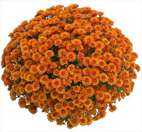 Foto de variedad de flores para ser usadas como: Maceta y planta de temporada Chrysanthemum Gringo Orange