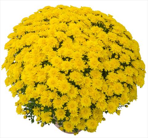 Foto de variedad de flores para ser usadas como: Maceta y planta de temporada Chrysanthemum Lingo Jaune