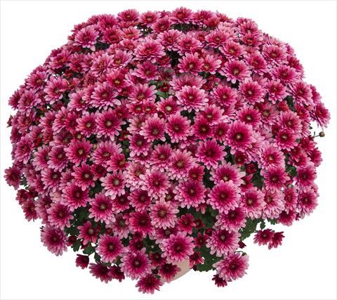 Foto de variedad de flores para ser usadas como: Maceta y planta de temporada Chrysanthemum Sultan Cerise