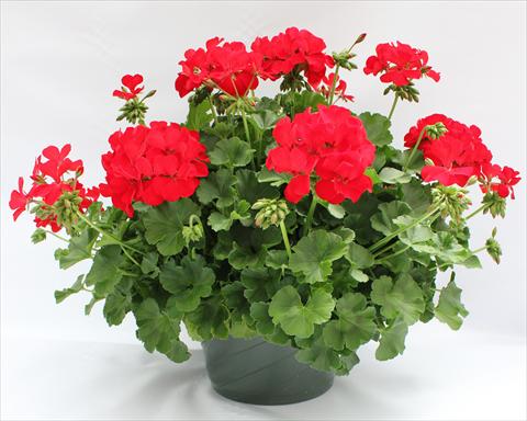 Foto de variedad de flores para ser usadas como: Patio, Maceta Pelargonium interspecifico Dixieland Dark Red