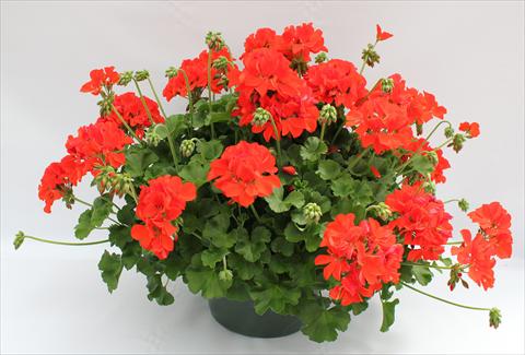 Foto de variedad de flores para ser usadas como: Patio, Maceta Pelargonium interspecifico Dixieland Orange