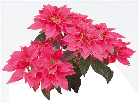 Foto de variedad de flores para ser usadas como: Maceta Poinsettia - Euphorbia pulcherrima Luv U Pink