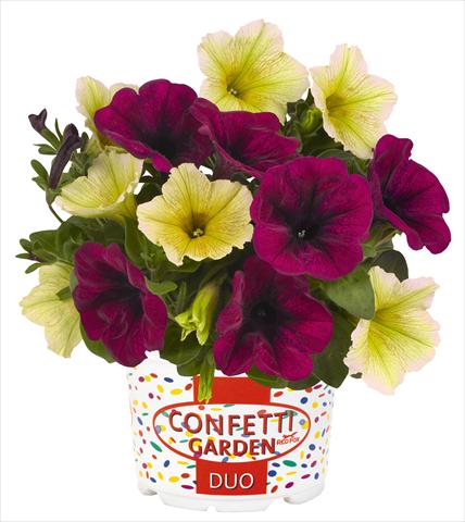 Foto de variedad de flores para ser usadas como: Maceta o Tarrina de colgar 2 Combo RED FOX Confetti Garden Duo Banana Shake