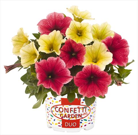 Foto de variedad de flores para ser usadas como: Maceta o Tarrina de colgar 2 Combo RED FOX Confetti Garden Duo Banana Split