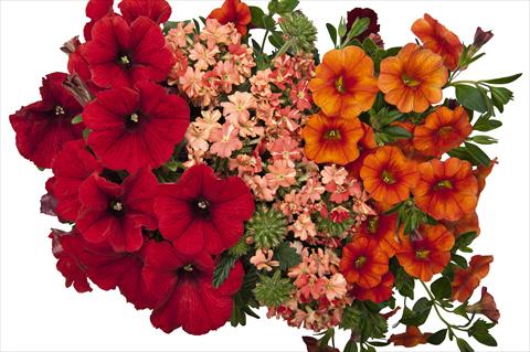 Foto de variedad de flores para ser usadas como: Maceta o Tarrina de colgar 3 Combo RED FOX Confetti Garden Bel Air Red