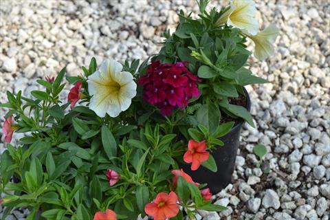 Foto de variedad de flores para ser usadas como: Maceta o Tarrina de colgar 3 Combo RED FOX Confetti Garden Crunch and Munch