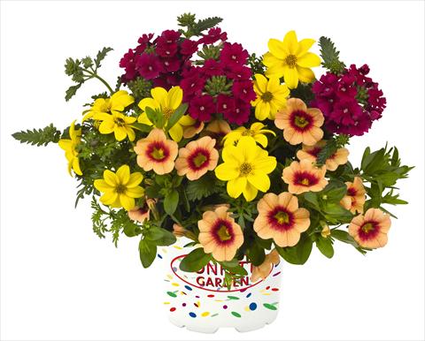 Foto de variedad de flores para ser usadas como: Maceta o Tarrina de colgar 3 Combo RED FOX Confetti Garden Hula Hoopla