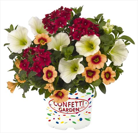 Foto de variedad de flores para ser usadas como: Maceta o Tarrina de colgar 3 Combo RED FOX Confetti Garden Hula Kula