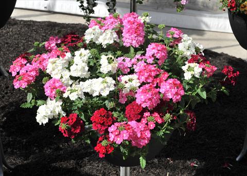 Foto de variedad de flores para ser usadas como: Maceta o Tarrina de colgar 3 Combo RED FOX Confetti Garden Royal Highness