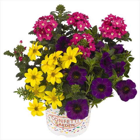 Foto de variedad de flores para ser usadas como: Maceta o Tarrina de colgar 3 Combo RED FOX Confetti Garden Spring Break