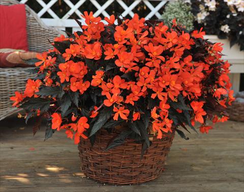 Foto de variedad de flores para ser usadas como: Maceta o cesta de trasplante Begonia boliviensis RED FOX Unstoppable Upright Fire