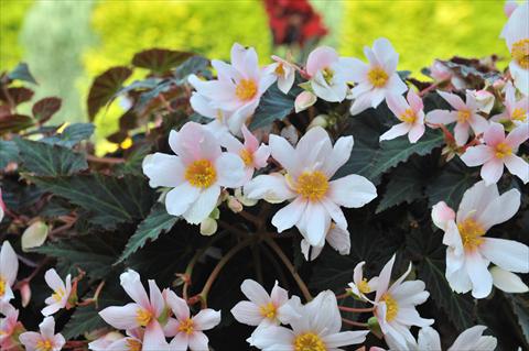 Foto de variedad de flores para ser usadas como: Maceta o cesta de trasplante Begonia boliviensis RED FOX Unstoppable Upright White