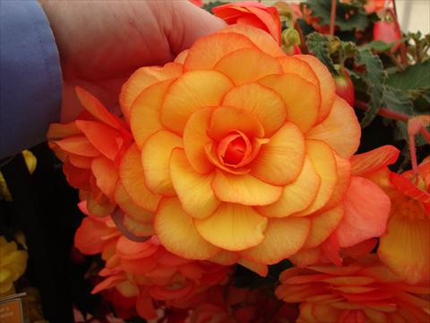 Foto de variedad de flores para ser usadas como: Maceta, planta de temporada, patio Begonia tuberhybrida RED FOX Arcada Apricot