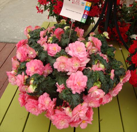 Foto de variedad de flores para ser usadas como: Maceta, planta de temporada, patio Begonia tuberhybrida RED FOX Arcada Light Pink