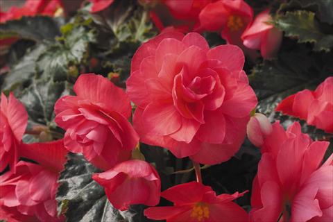 Foto de variedad de flores para ser usadas como: Maceta, planta de temporada, patio Begonia tuberhybrida RED FOX Arcada Pink