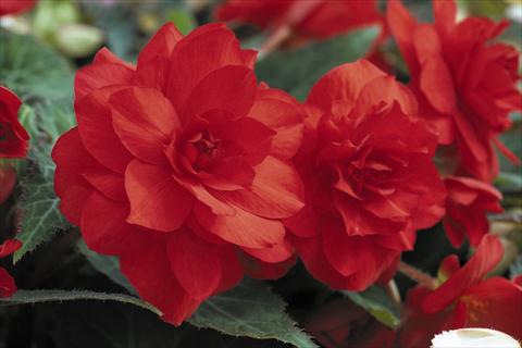 Foto de variedad de flores para ser usadas como: Maceta, planta de temporada, patio Begonia tuberhybrida RED FOX Arcada Scarlet