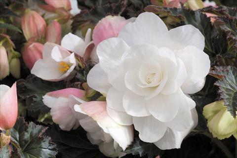 Foto de variedad de flores para ser usadas como: Maceta, planta de temporada, patio Begonia tuberhybrida RED FOX Arcada White