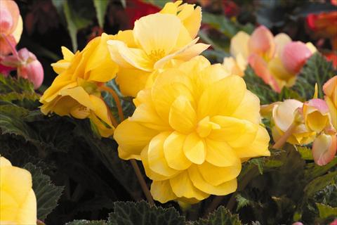 Foto de variedad de flores para ser usadas como: Maceta, planta de temporada, patio Begonia tuberhybrida RED FOX Arcada Yellow