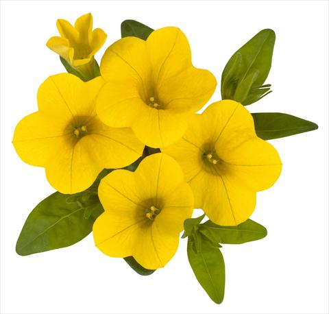 Foto de variedad de flores para ser usadas como: Maceta, planta de temporada, patio Calibrachoa RED FOX Aloha® Canary Yellow 2014