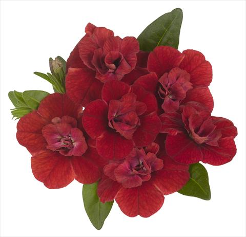 Foto de variedad de flores para ser usadas como: Maceta, planta de temporada, patio Calibrachoa RED FOX Aloha® Double Candy Apple Red