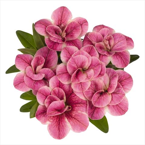 Foto de variedad de flores para ser usadas como: Maceta, planta de temporada, patio Calibrachoa RED FOX Aloha® Double Pink Star