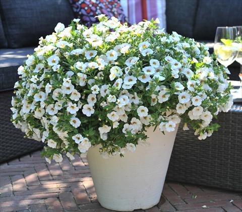 Foto de variedad de flores para ser usadas como: Maceta, planta de temporada, patio Calibrachoa RED FOX Aloha® Royal White