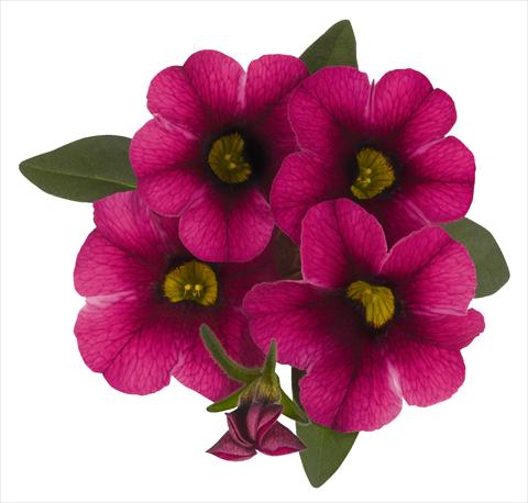Foto de variedad de flores para ser usadas como: Maceta, planta de temporada, patio Calibrachoa RED FOX Aloha® Tiki Neon