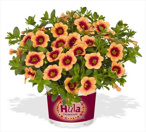 Foto de variedad de flores para ser usadas como: Maceta, planta de temporada, patio Calibrachoa RED FOX Hula Gold