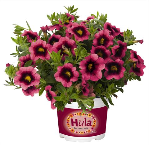 Foto de variedad de flores para ser usadas como: Maceta, planta de temporada, patio Calibrachoa RED FOX Hula Hot Pink